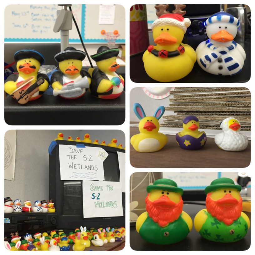 Avoid teacher burnout by making the workplace more fun! My colleagues have been putting these ducks in my room all school year after my room flooded twice to turn the situation into something more fun. www.theardentteacher.com